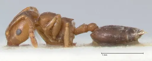 Crematogaster australis specimen FOCOL1504 image focol1504_3