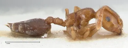 Crematogaster australis specimen FOCOL1504 image focol1504_4