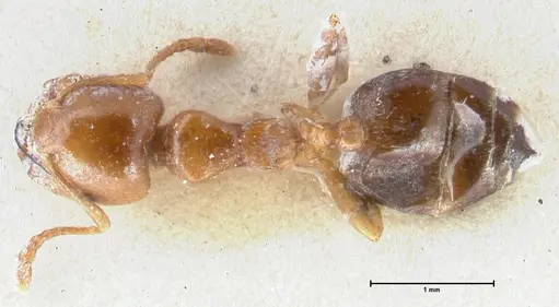Crematogaster australis specimen FOCOL1505 image focol1505_1