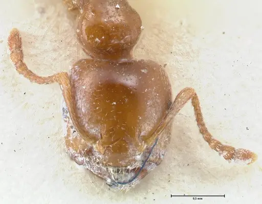 Crematogaster australis specimen FOCOL1505 image focol1505_2