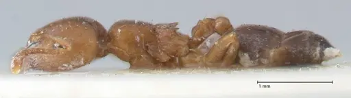 Crematogaster australis specimen FOCOL1505 image focol1505_3