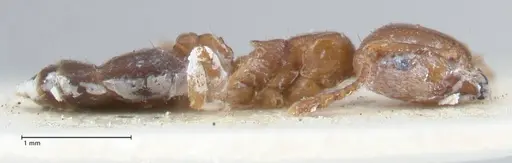 Crematogaster australis specimen FOCOL1505 image focol1505_4