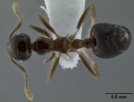 Crematogaster baduvi specimen CASENT0193723 image casent0193723_1