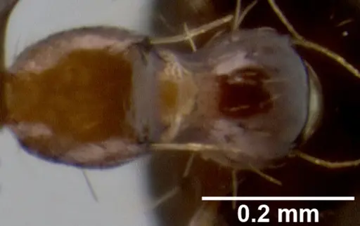 Crematogaster baduvi specimen CASENT0193723 image casent0193723_2