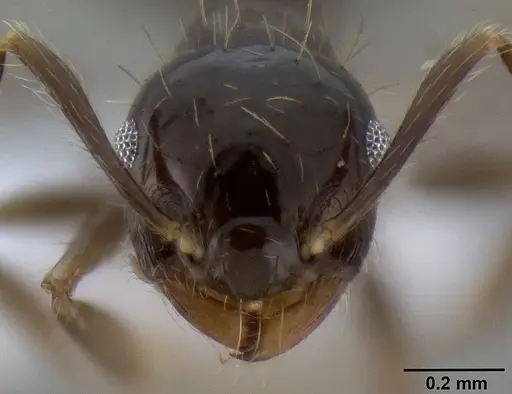 Crematogaster baduvi specimen CASENT0193723 image casent0193723_3