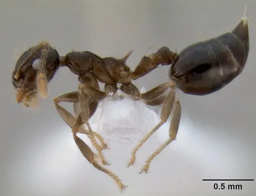 Crematogaster baduvi specimen CASENT0193723 image casent0193723_4