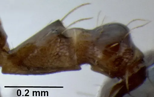 Crematogaster baduvi specimen CASENT0193723 image casent0193723_5