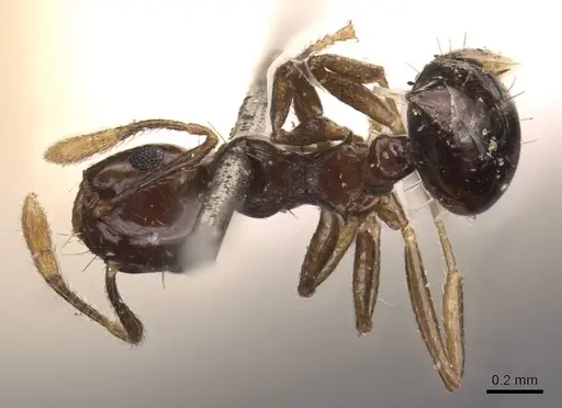 Crematogaster baduvi specimen CASENT0908365 image casent0908365_1