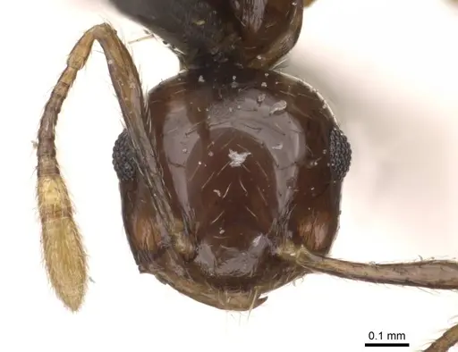 Crematogaster baduvi specimen CASENT0908365 image casent0908365_2