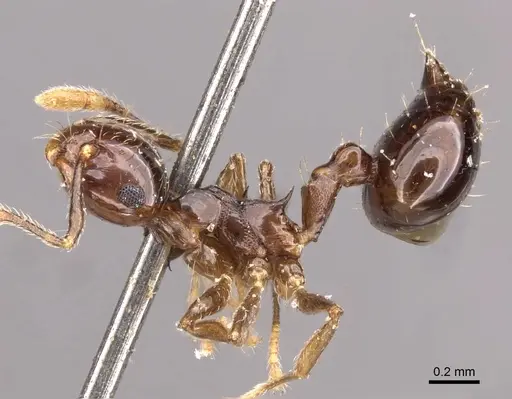 Crematogaster baduvi specimen CASENT0908365 image casent0908365_3