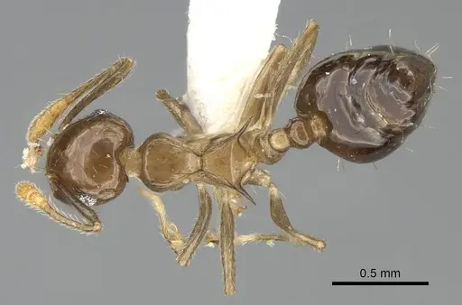 Crematogaster baduvi specimen CASENT0919944 image casent0919944_1