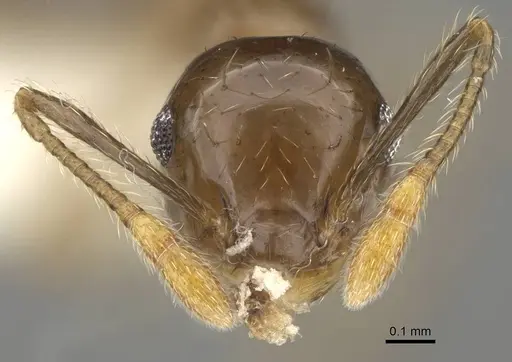 Crematogaster baduvi specimen CASENT0919944 image casent0919944_2