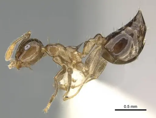 Crematogaster baduvi specimen CASENT0919944 image casent0919944_3