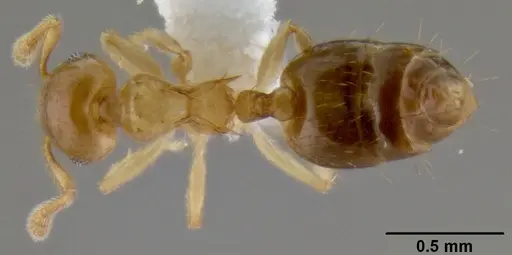 Crematogaster bandarensis specimen CASENT0193609 image casent0193609_1