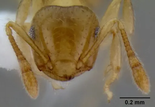 Crematogaster bandarensis specimen CASENT0193609 image casent0193609_2