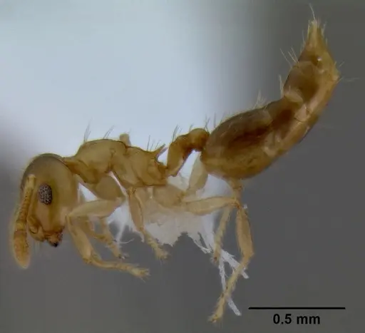 Crematogaster bandarensis specimen CASENT0193609 image casent0193609_3