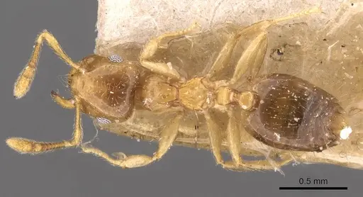 Crematogaster bandarensis specimen CASENT0908367 image casent0908367_1