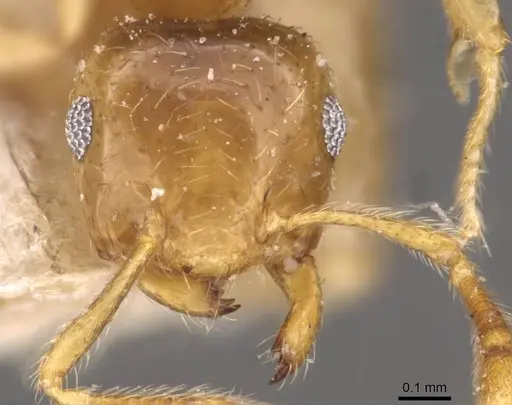 Crematogaster bandarensis specimen CASENT0908367 image casent0908367_2