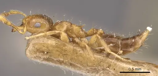 Crematogaster bandarensis specimen CASENT0908367 image casent0908367_3