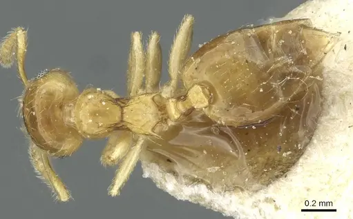 Crematogaster bandarensis specimen CASENT0912752 image casent0912752_1