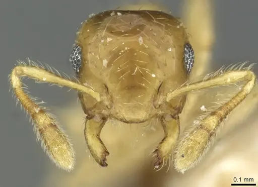 Crematogaster bandarensis specimen CASENT0912752 image casent0912752_2