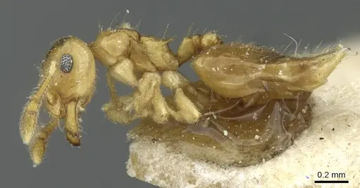 Crematogaster bandarensis specimen CASENT0912752 image casent0912752_3
