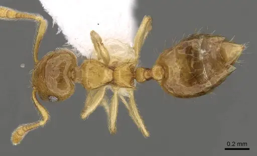 Crematogaster bandarensis specimen CASENT0914537 image casent0914537_1