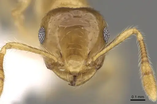 Crematogaster bandarensis specimen CASENT0914537 image casent0914537_2