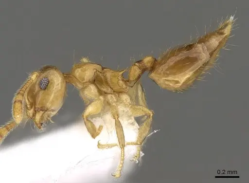 Crematogaster bandarensis specimen CASENT0914537 image casent0914537_3