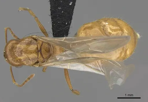 Crematogaster bara specimen CASENT0064664 image casent0064664_1