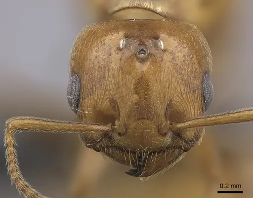 Crematogaster bara specimen CASENT0064664 image casent0064664_2