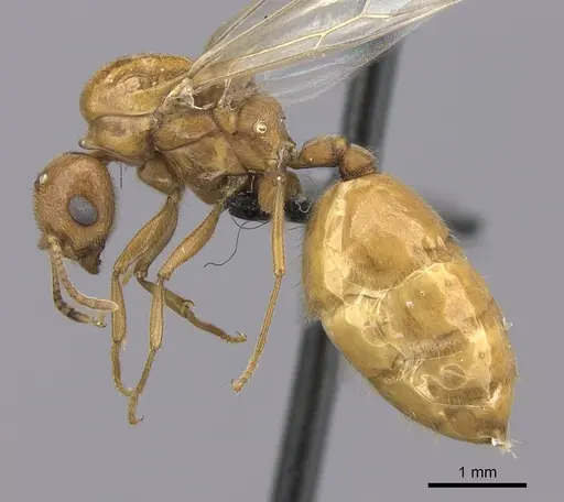 Crematogaster bara specimen CASENT0064664 image casent0064664_3
