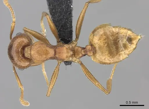 Crematogaster bara specimen CASENT0116613 image casent0116613_1