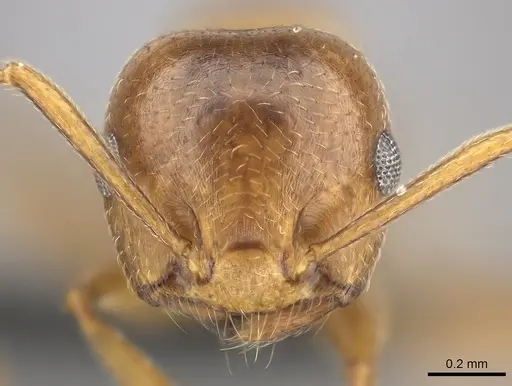 Crematogaster bara specimen CASENT0116613 image casent0116613_2