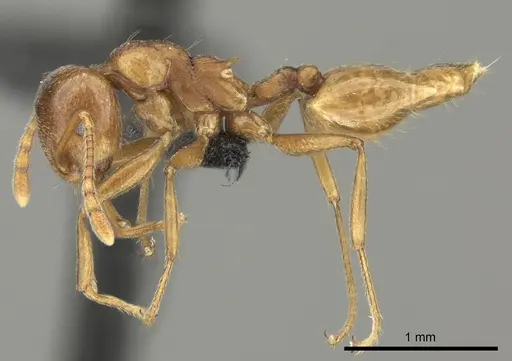 Crematogaster bara specimen CASENT0116613 image casent0116613_3