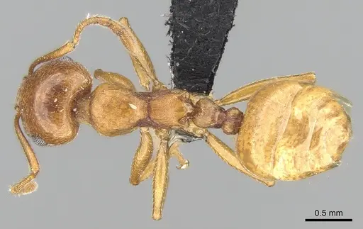 Crematogaster bara specimen CASENT0491123 image casent0491123_1