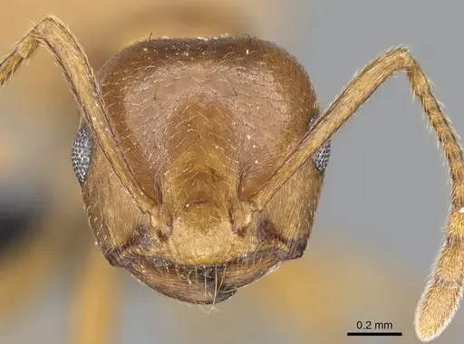 Crematogaster bara specimen CASENT0491123 image casent0491123_2