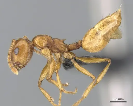 Crematogaster bara specimen CASENT0491123 image casent0491123_3
