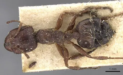 Crematogaster batesi specimen CASENT0908625 image casent0908625_1