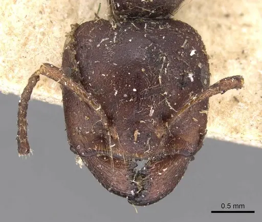 Crematogaster batesi specimen CASENT0908625 image casent0908625_2