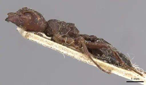 Crematogaster batesi specimen CASENT0908625 image casent0908625_3