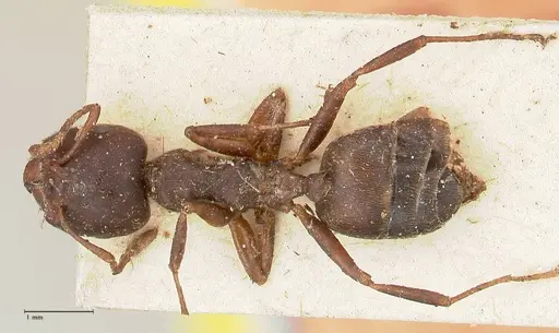 Crematogaster batesi specimen FOCOL0643 image focol0643_1