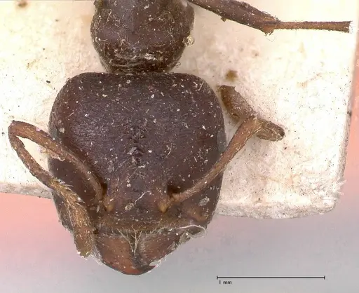 Crematogaster batesi specimen FOCOL0643 image focol0643_2