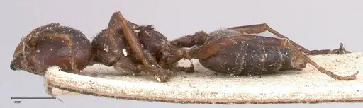 Crematogaster batesi specimen FOCOL0643 image focol0643_3