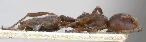 Crematogaster batesi specimen FOCOL0643 image focol0643_4