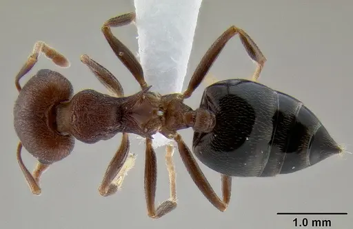 Crematogaster bequaerti specimen CASENT0193744 image casent0193744_1