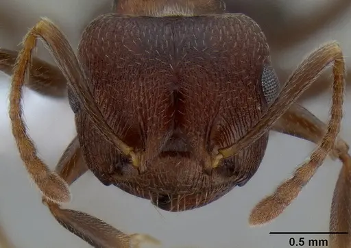 Crematogaster bequaerti specimen CASENT0193744 image casent0193744_2