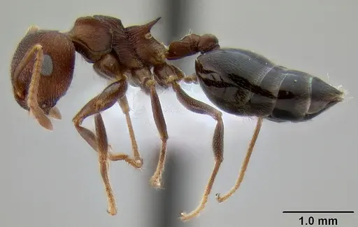 Crematogaster bequaerti specimen CASENT0193744 image casent0193744_3