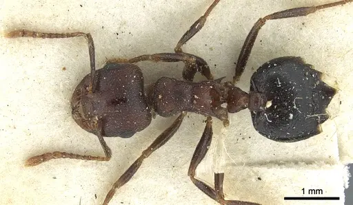 Crematogaster bequaerti specimen CASENT0902062 image casent0902062_1
