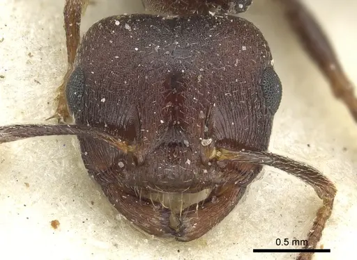 Crematogaster bequaerti specimen CASENT0902062 image casent0902062_2